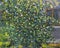 Texture oil painting on canvas Green flowering bush of jasmine near the house