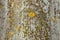 Texture of old asbestos-cement corrugated sheet is covered with lichen