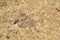 Texture of old, cracked, sandy earth background