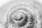the texture of an old spiral snail shell. grape snail shell close-up. Background image. black and white photo