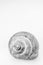 the texture of an old spiral snail shell. grape snail shell close-up. Background image. black and white photo. vertical
