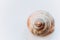 the texture of an old spiral snail shell. grape snail shell close-up. Pastel toning. Horizontal image