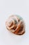 the texture of an old spiral snail shell. grape snail shell close-up. Pastel toning. vertical image