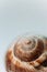 the texture of an old spiral snail shell. grape snail shell close-up. Pastel toning. vertical image