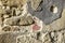 Texture of old stone wall with collapsed plaster. Background of shabby building surface. Destroyed stone wall with fallen plaster