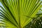 The texture of a palm branch with oblong green leaves. Tropical plants and trees, close-up.