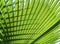 Texture palm leaf