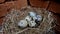 Texture of partially damaged quail eggs in the nest