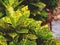 texture and pattern of croton's leaves.Codiaeum variegatum