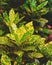 texture and pattern of croton's leaves.Codiaeum variegatum