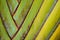 texture pattern detail banana fan background.palm leaf background in nature weave pattern