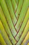 Texture pattern detail banana fan background.palm leaf background in nature weave pattern