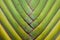 Texture pattern detail banana fan background.palm leaf background in nature weave pattern