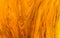 Texture and pattern of gold teak wood