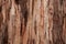 Texture and pattern of a large eucalyptus tree