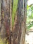 texture, pattern, veins of banana stems in the garden