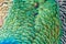 Texture of peacock emerald feathers with highlights