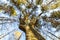 Texture of a perennial tree, majestic pine and its beautiful crown, bottom view