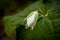 Texture on the Petal of a White Trillium Bloom