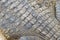 Texture photo of alive crocodile skin, natural animal pattern