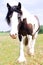 Texture photo of a Gypsy Vanner Horse