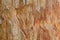 Texture photo of petrified ancient wood changing into stone by n