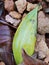 texture of piles of dried acacia leaves scattered on the ground in the village 3