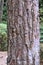 texture of pine tree trunks on the slopes of Mount Lawu, Central Java, Indonesia