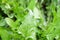 Texture of a plant; green fresh dandelion leaves against a background