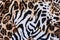 Texture of print fabric striped leopard