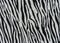 Texture of print fabric striped zebra