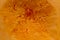 The texture of pumpkin pulp.