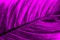 Texture purple big leaf close up