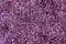 Texture of a purple carpet