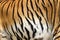 Texture of real tiger