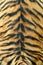 Texture of real tiger skin