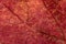 Texture of a red autumn aspen leaf
