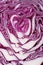 Texture of red cabbage close up. macro