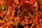 Texture of red and orange autumn leafage of maple tree, Acer genus