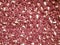 Texture of red white fabric, close up of wool structure, wallpaper background.