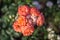 Texture of red-white roses, in sunlight, on a natural green background. view from above. Natural flower red rose, vibrant coral