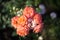 Texture of red-white roses, in sunlight, on a natural green background. view from above. Natural flower red rose, vibrant coral