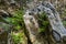 The texture of river rocks covered with various plants that live naturally around