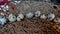 Texture of a row of quail eggs on a woven rattan