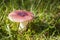 Texture of russula cap in sunlight