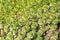 Texture of the saxifrage plant. Green leaves and saxifrage rosette, natural plant background