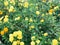 Texture of a set of yellow small fresh wildflowers, plants with beautiful petals against the background of green leaves and grass