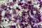 Texture of small flowers of lilac of different shades of purple