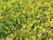 Texture of a smoothly trimmed green cypress bush