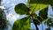 Texture of some teak leaves, background of cloudy sky and bamboo trees